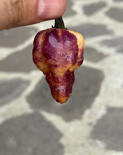 Pockmark Peach Pockmark Peach